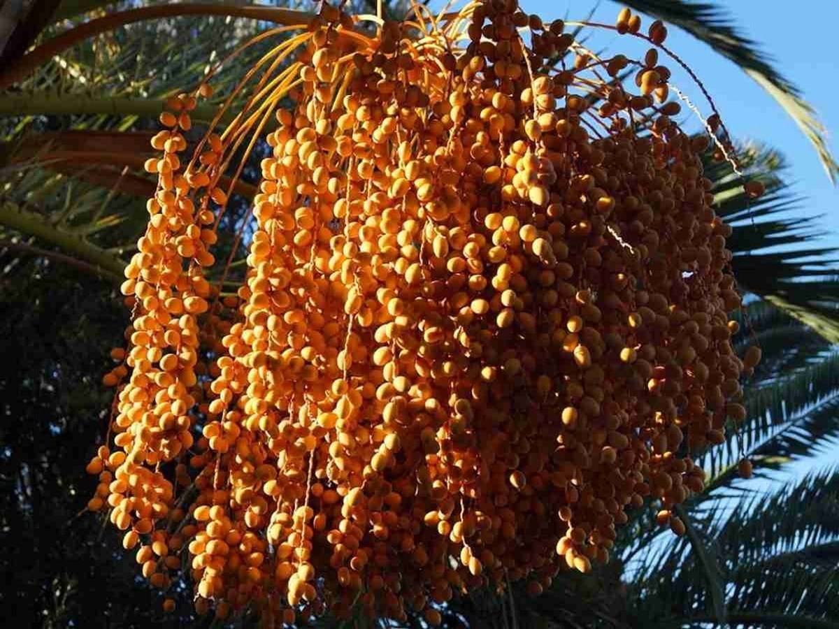 Date palms are slow-growing trees.
