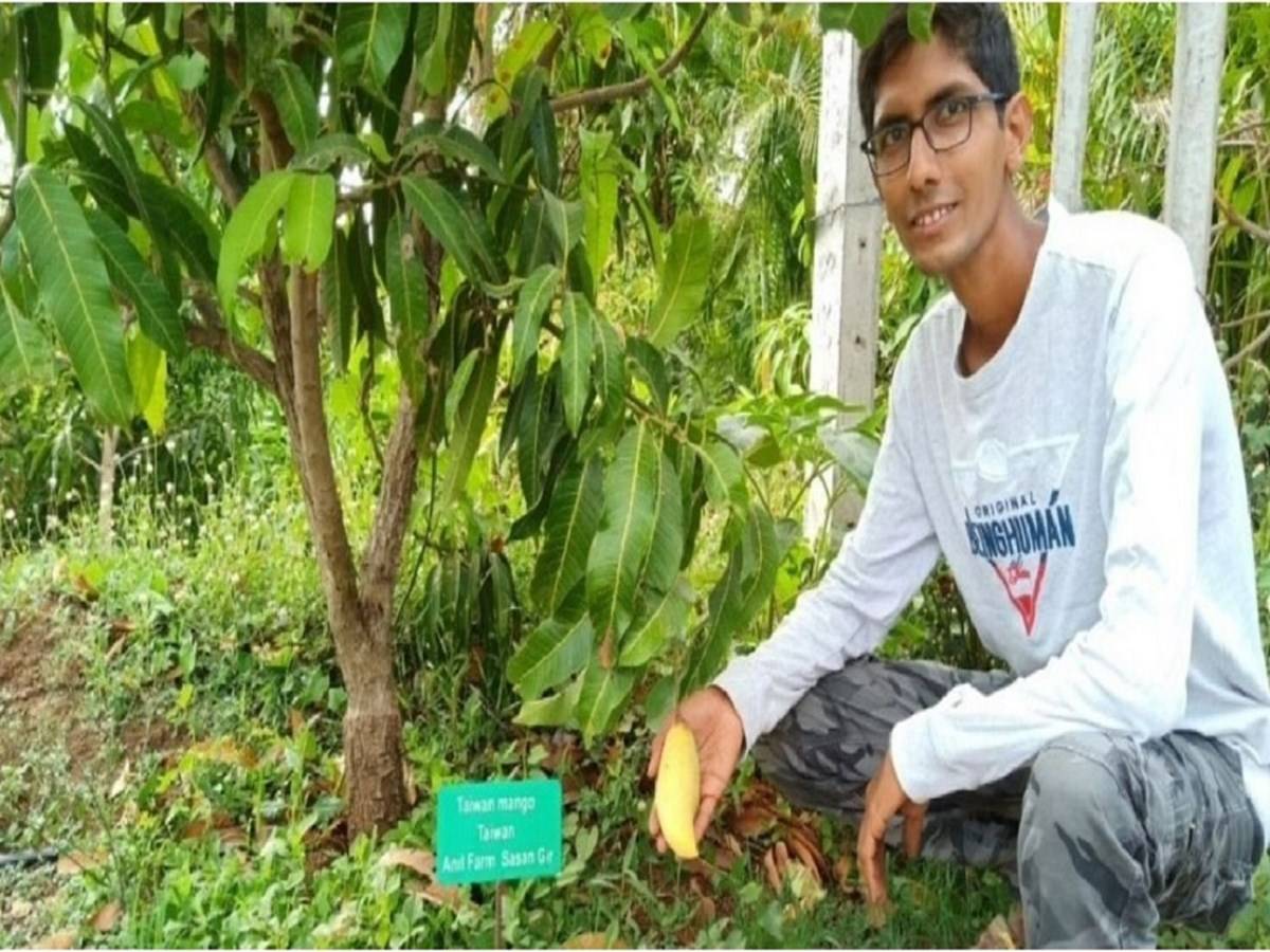 Jhariya family grows 230 varieties of mangoes in their orchard