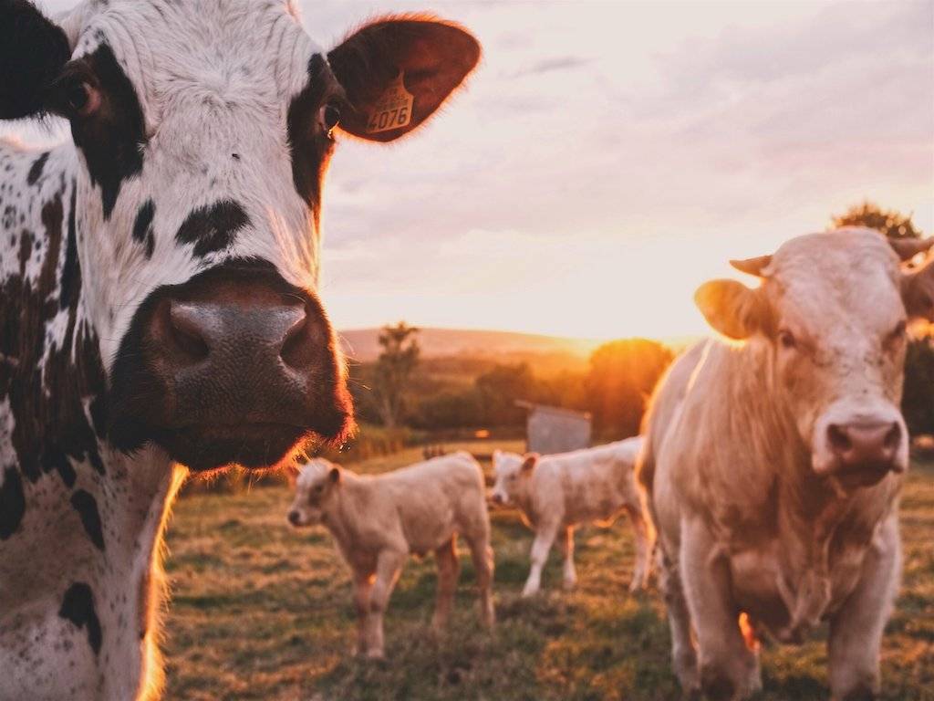 Cattle Farming