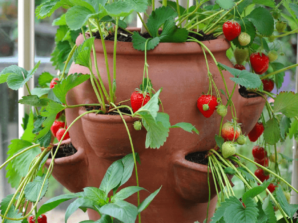 Make sure your potting mix permits water to flow freely through the root zone, rather than pooling or becoming stagnant.