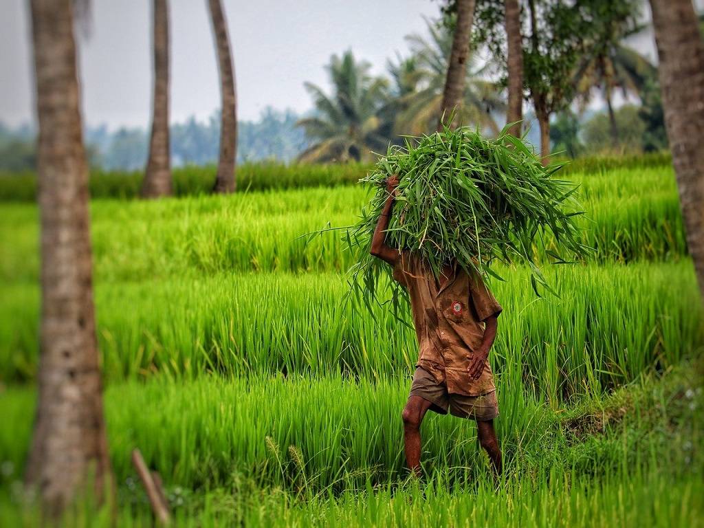 Farmers are obliged to sell their crops at reduced prices since there is no market for organic items.