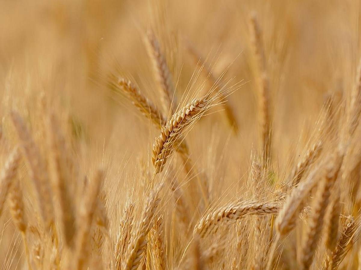 The decision to limit wheat exports comes after a massive crop loss in March