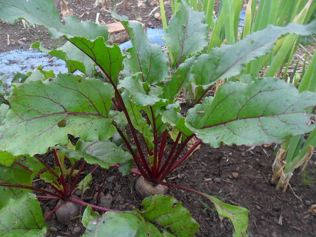 beets can become ready in as short as 40 days