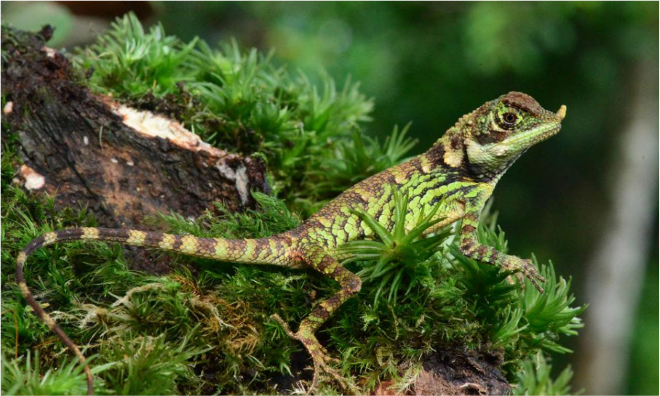 Reptile Species at the risk of extinction