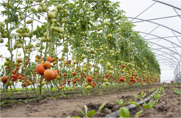 Tomato Cultivation inside Polyhouse