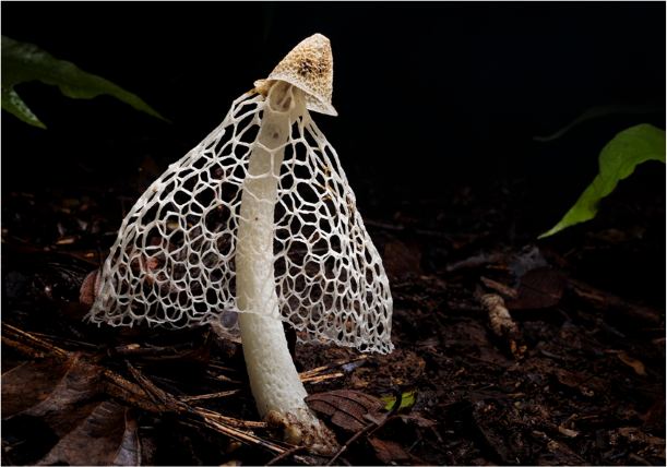 Mushroom (Pic Credit- Science.org)