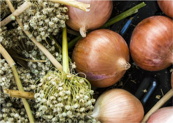 Onion Seeds