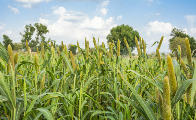 Bajra Field