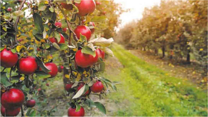 Apple Orchard