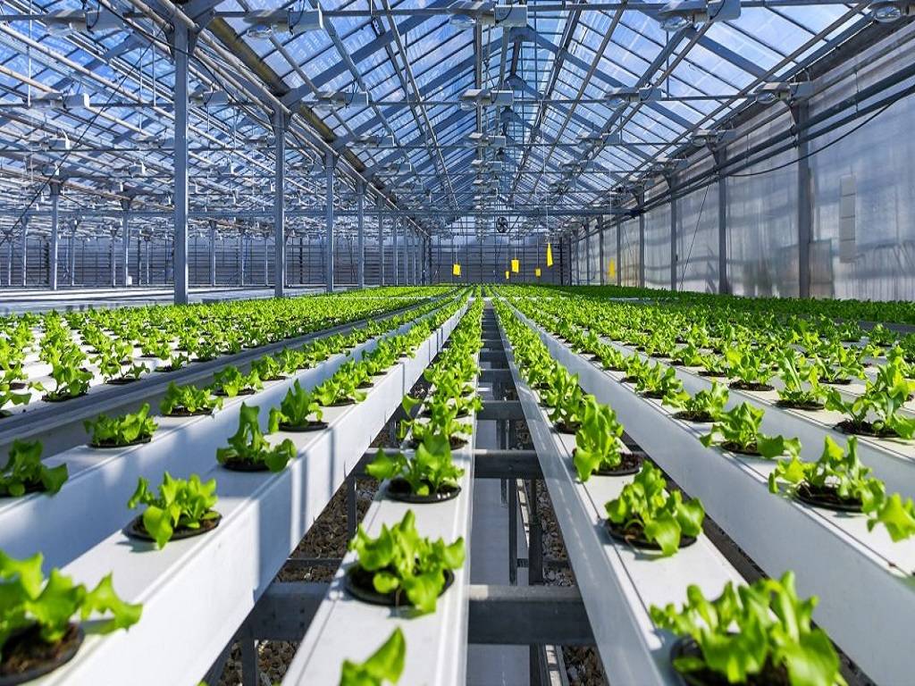 Hydroponics Farming