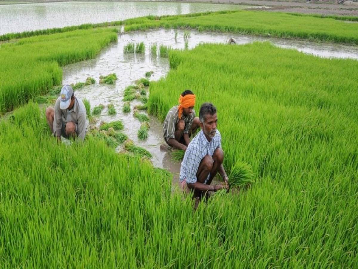 despite-the-pandemic-indian-agriculture-sector-is-growing-at-a-pace-of