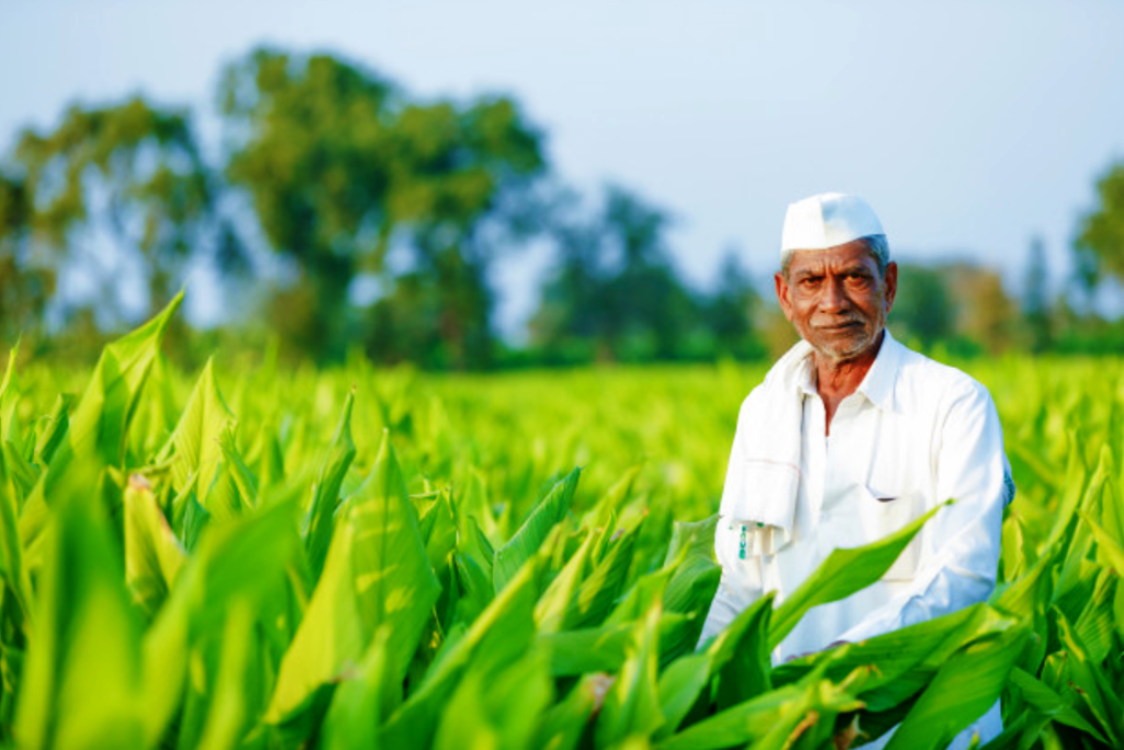 To address the issue of alkaline soils, NABARD has begun work on a 1,000-hectare alkaline soil reclamation project in the Kaithal and Karnal districts.