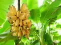 Banana Cultivation: How to Select the Best Fertilizer to Obtain Finest Bananas