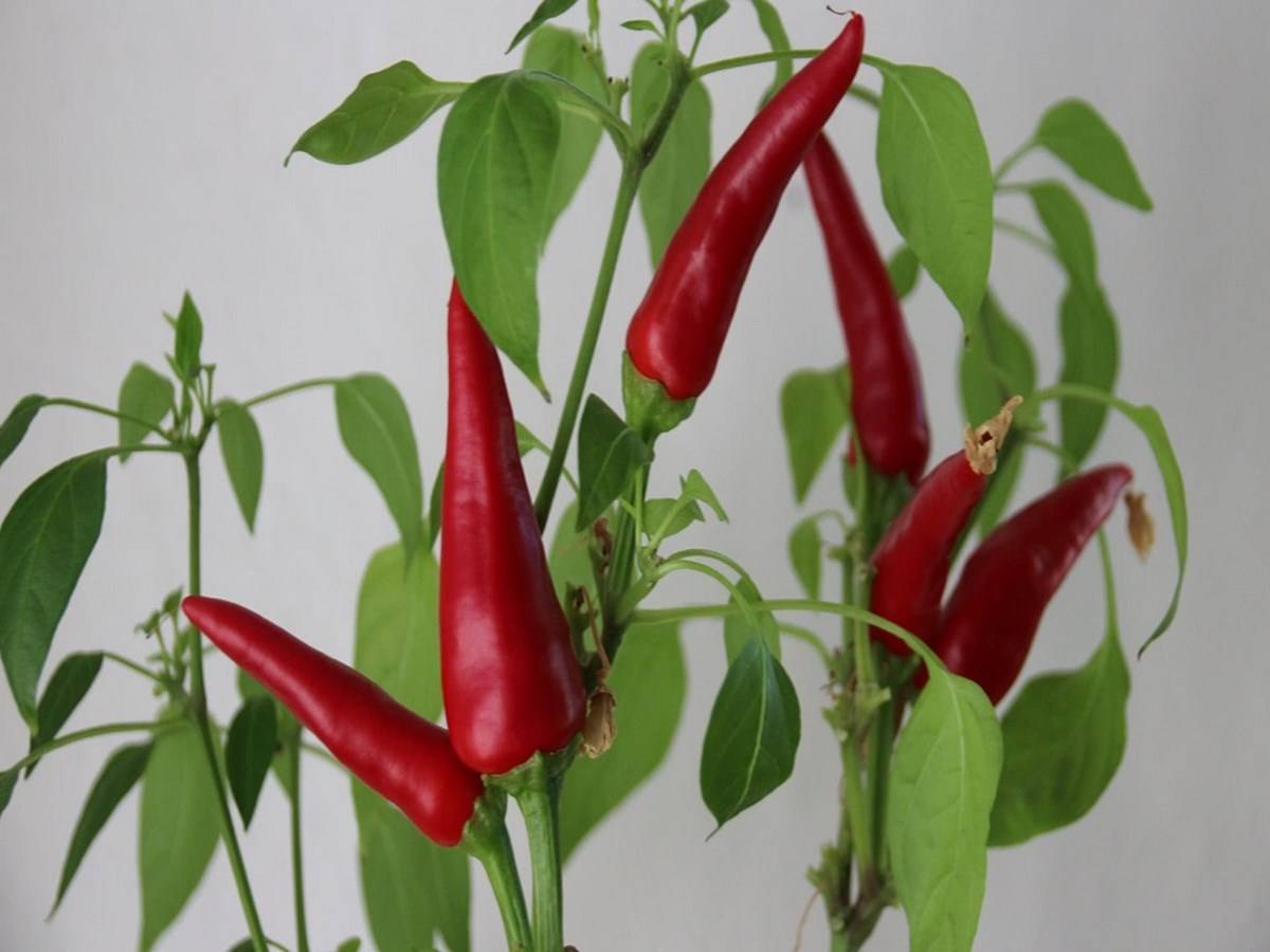 Pepper plants thrive in a wide range of soil conditions