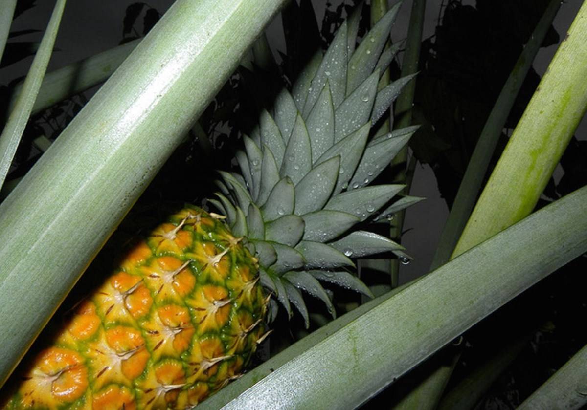 Fresh Healthy Pineapple