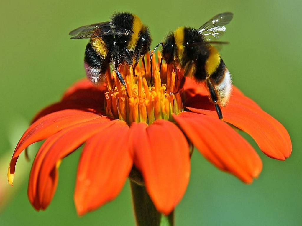 Pollinators are necessary for three out of every four crops that produce fruits or seeds for human use.