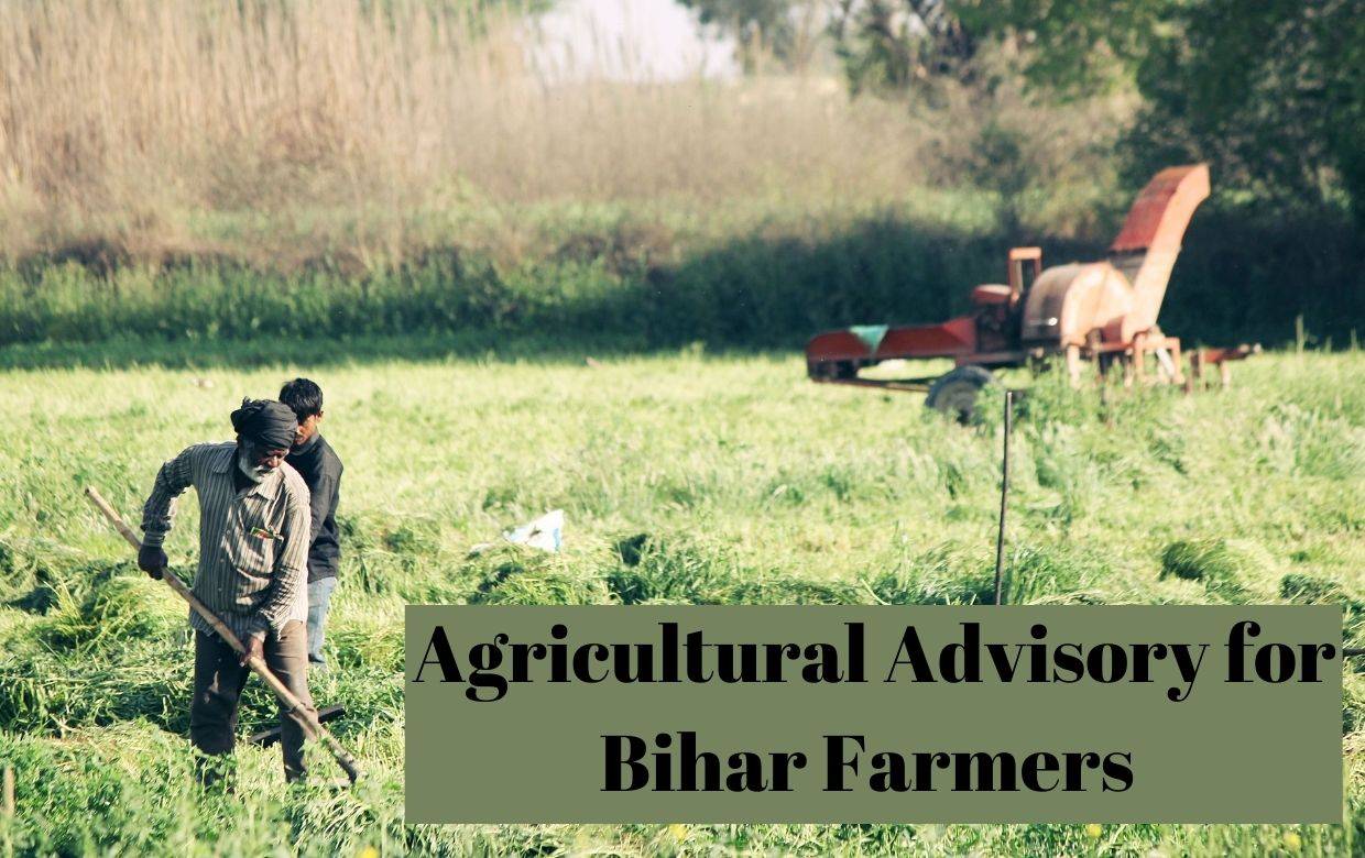 Bihar Farmers Should Follow These Advisories for Proper Litchi, Tomato & Maize Growth Before 18th May