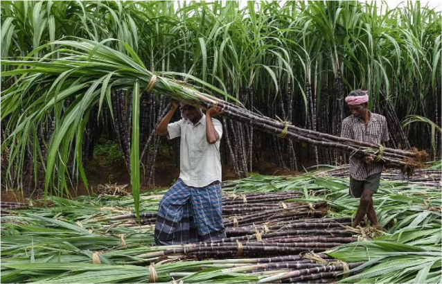 Sugarcane Farmers in their Field