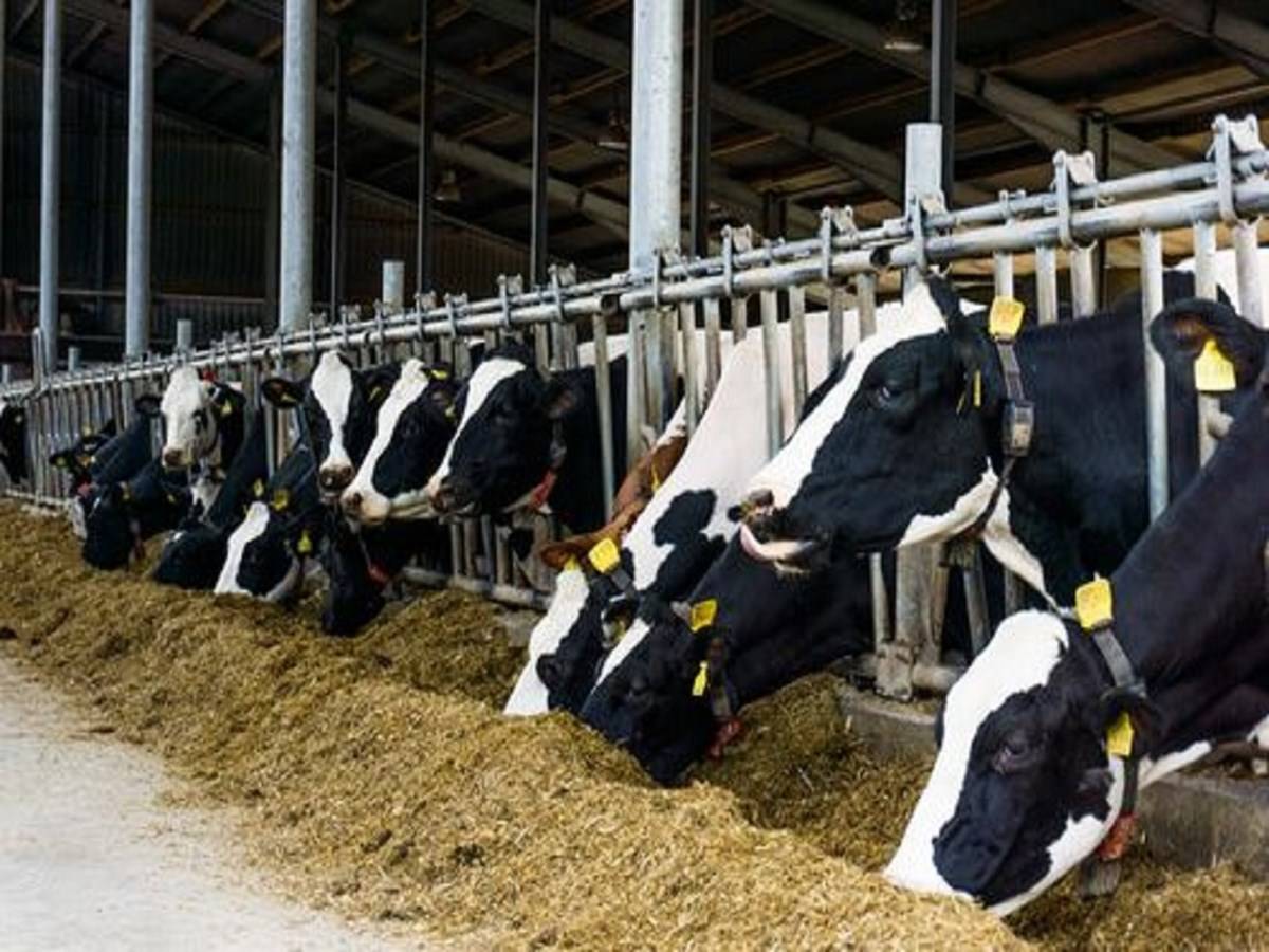 Dairy farming involves long-term production of milk