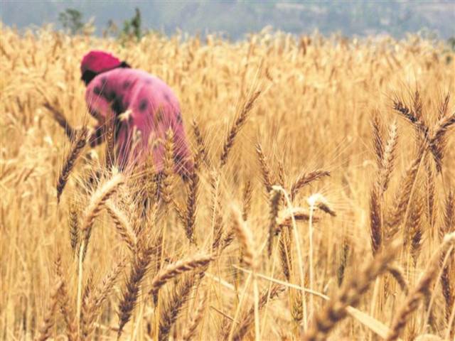 Wheat Production