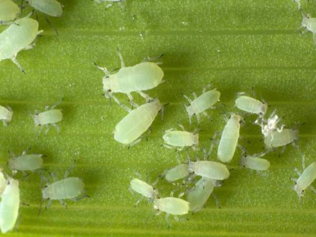 Whiteflies, like spider mites, can be killed using a soapy spray remedy