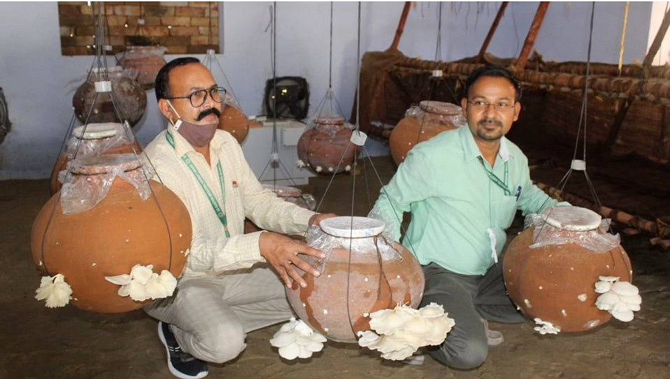 “Miracle” Mushrooms! This Man Grows Mushrooms in a Pot, Read How