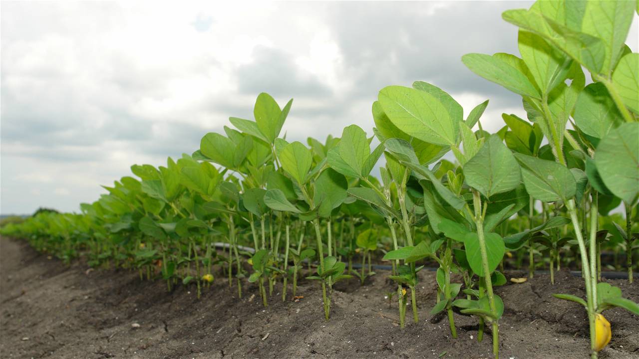 Soyabean Plants