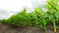 ICAR Develops New “Climate- Smart” Soyabean Varieties for Cultivation