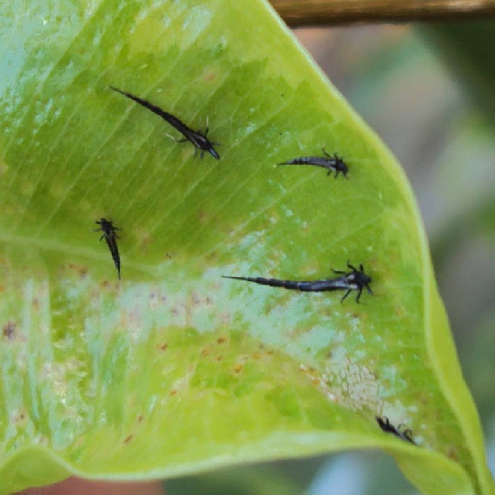 Invasive Pest, Thrips parvispinus, a Major Threat to Indian Agriculture