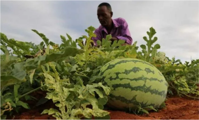 Watermelon Farmer