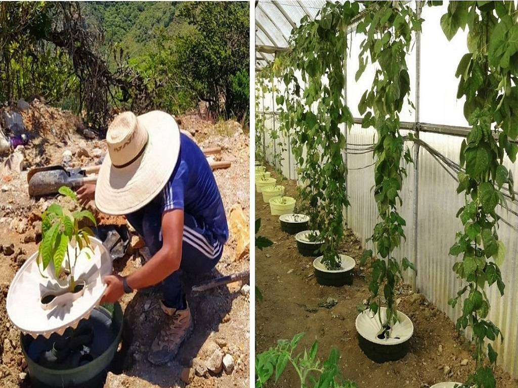Waterboxx plant cocoons can replace drip irrigation while using 90% less water