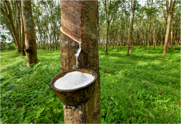 Extraction of latex from rubber tree