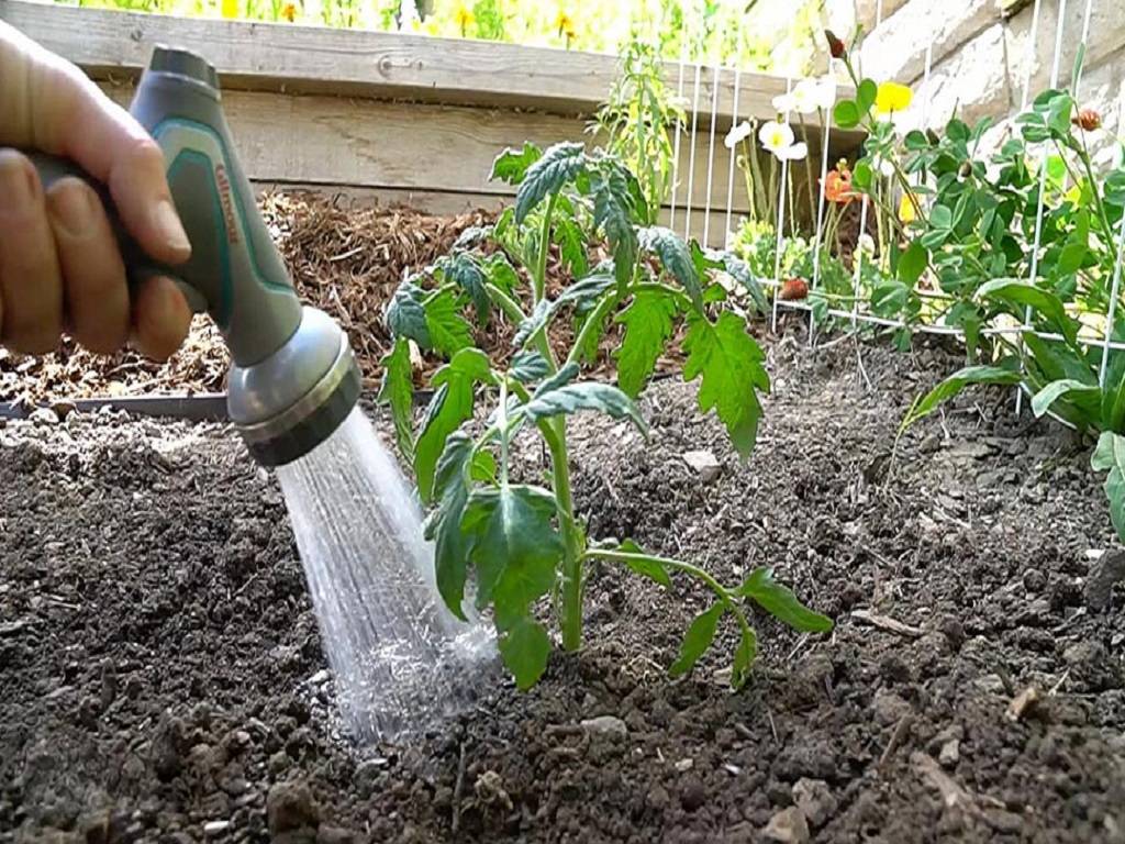 Water the soil properly before transplanting