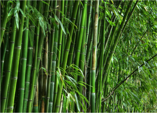 Bamboo Cultivation