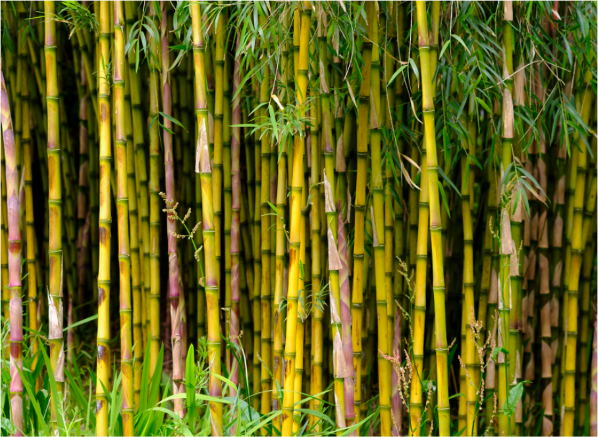 Bamboo