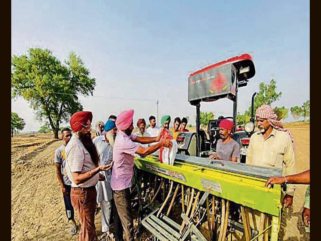 Rice seedlings should never be cultivated on light-textured soil