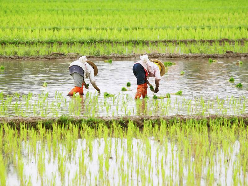 Rice Farming