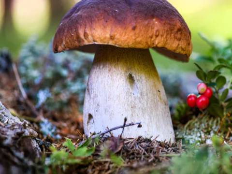 the Association of Physicians of India (API) Dibrugarh chapter plans to undertake a mushroom awareness programme in tea garden regions of Dibrugarh