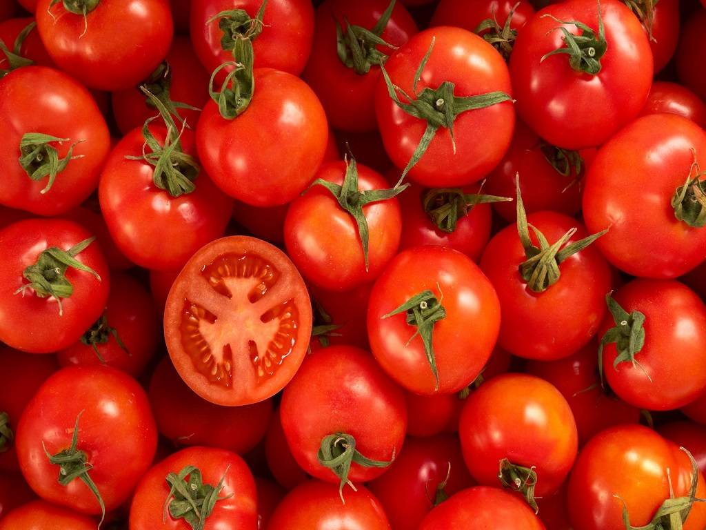 Tomatoes are selling for Rs 65-80 per kg in the retail market this year.