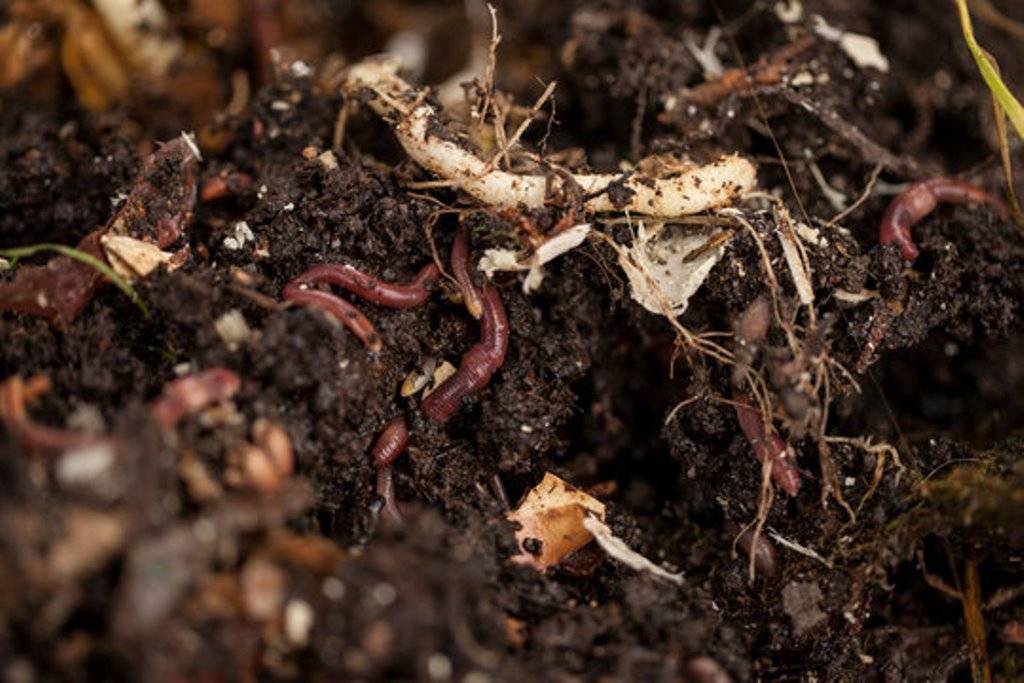 Prepare Vermicompost at Home With Same Easy Steps