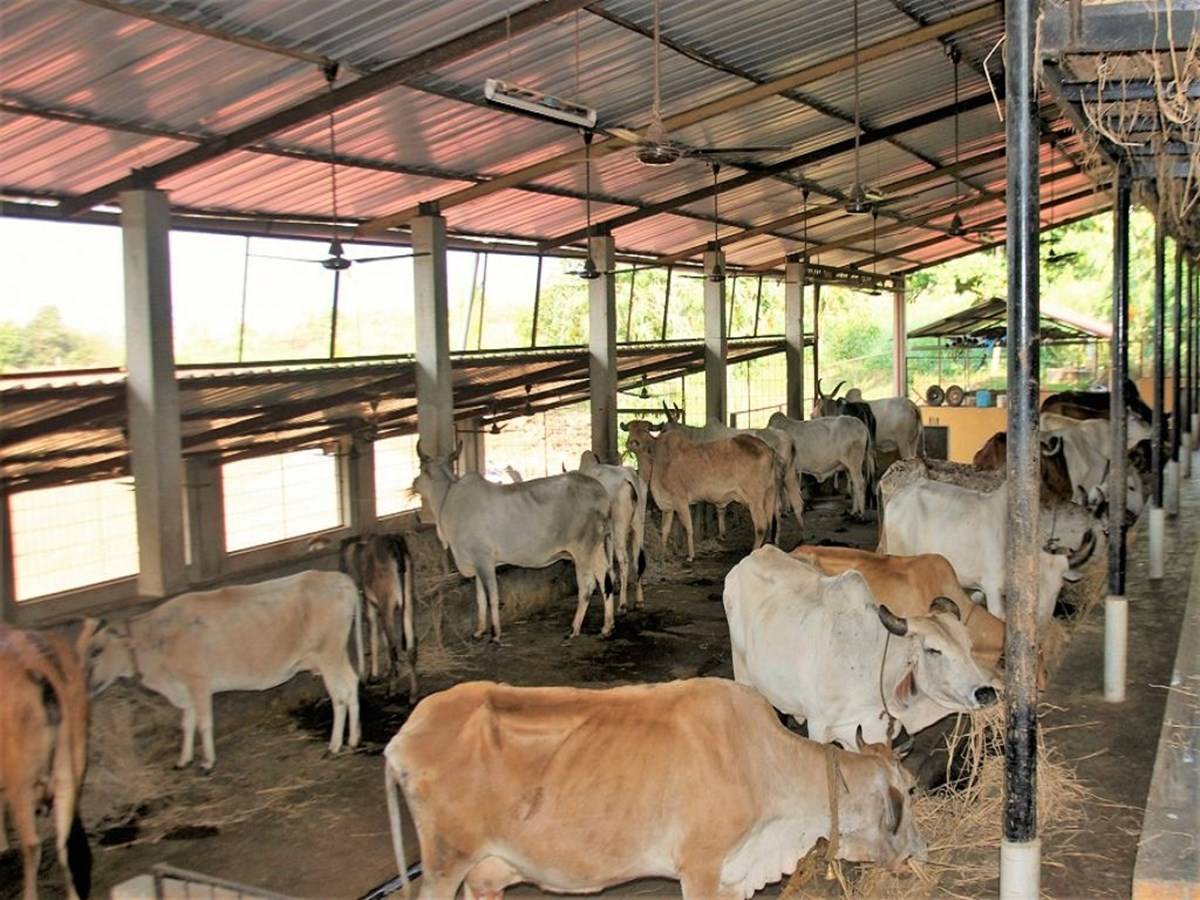 Madhya Pradesh government will provide Rs. 900 per month to farmers rearing cows