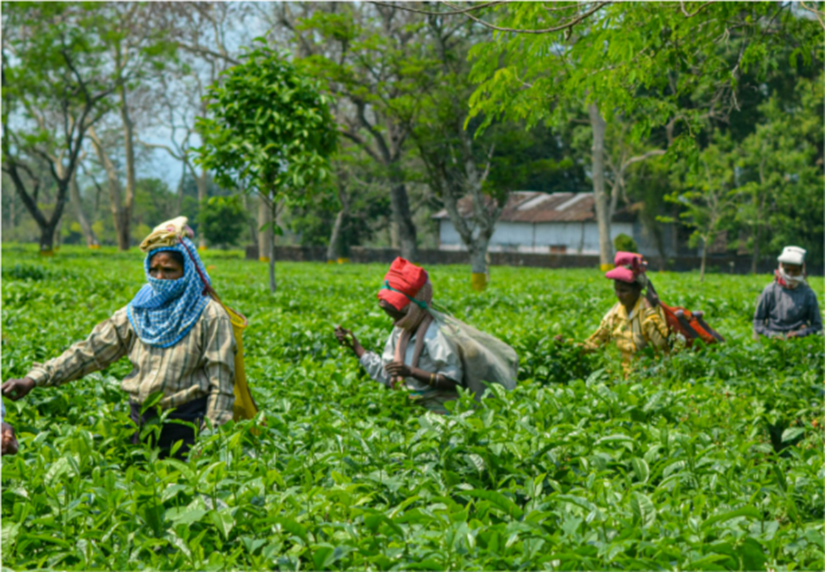 Women in Tea field