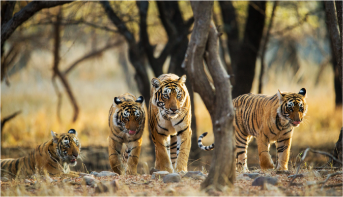 Tigers in Anamalai Tiger Reserve