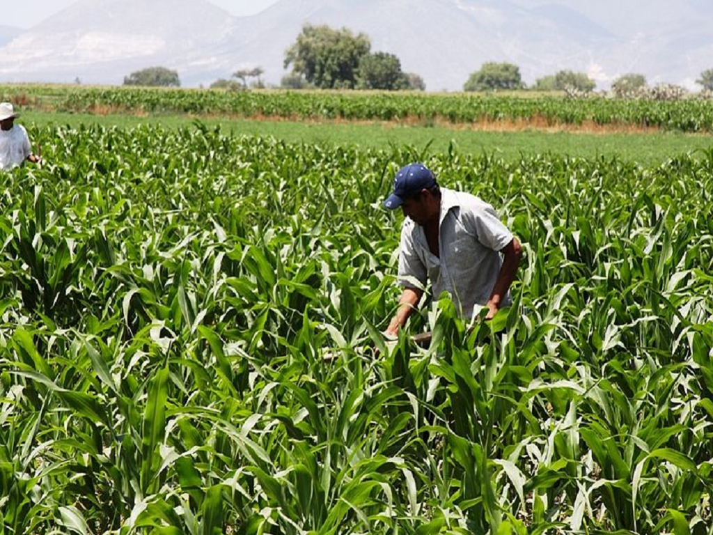 The conflict between the two nations is also likely to affect global coriander exports.