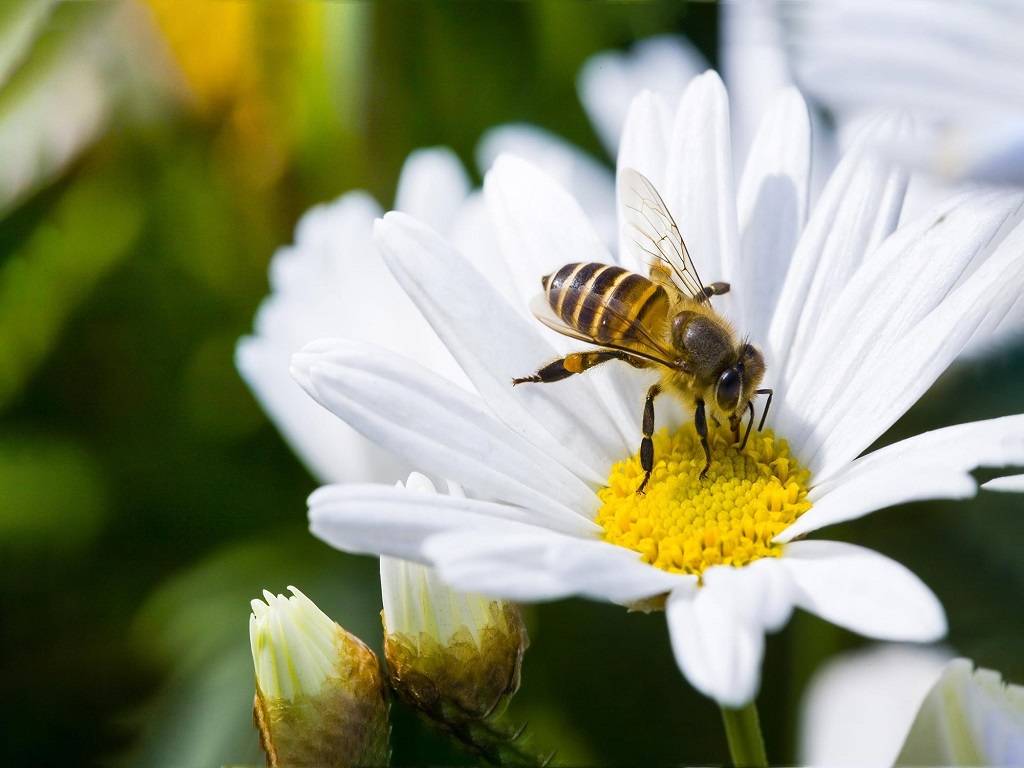 Pollinator numbers have dropped globally in recent decades.