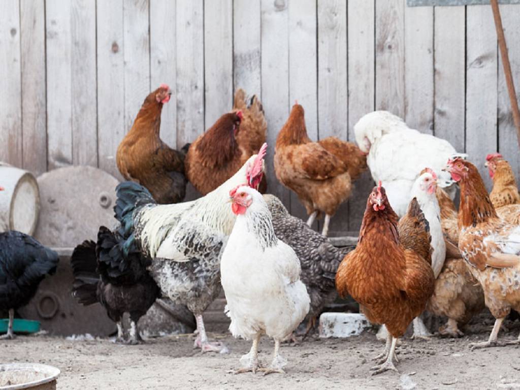 The supply is low since many chicken farmers have not maintained chicks this season.