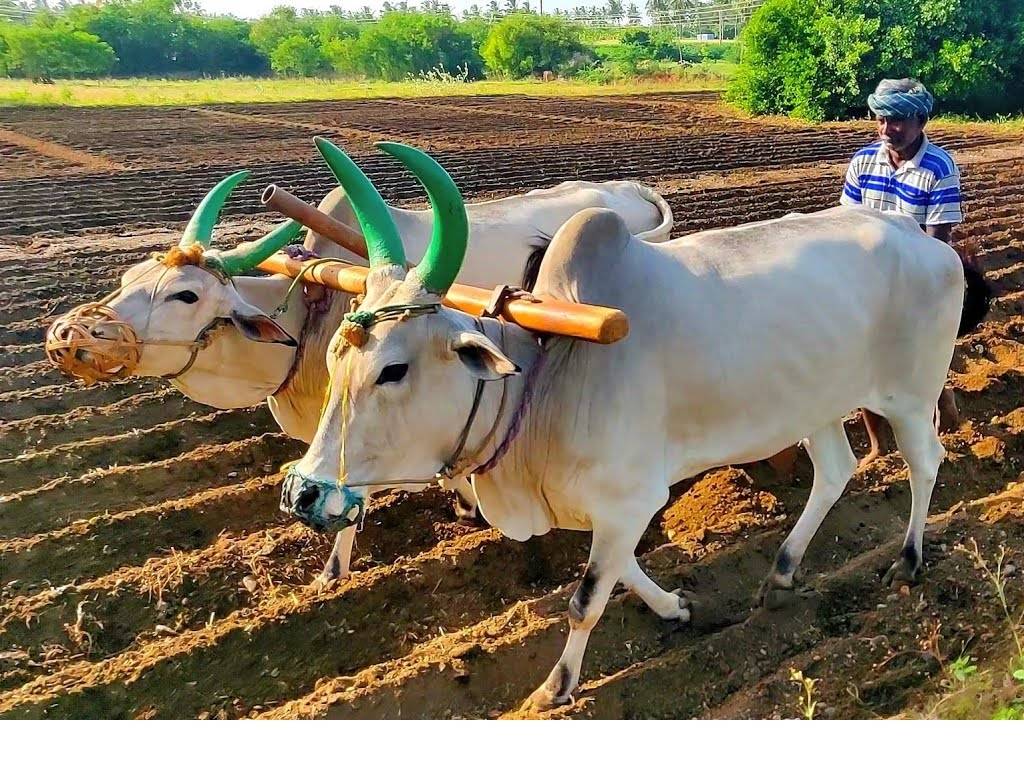 Summer ploughing increases the water content of soil and reduces soil erosion.