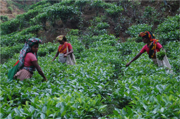 Women working in field