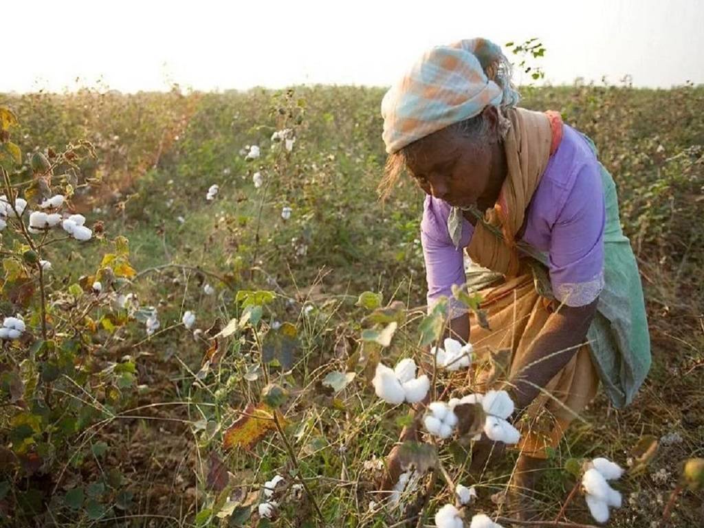 The trade of spurious seeds is still blooming across the States even after surveillance and protest from farmers.