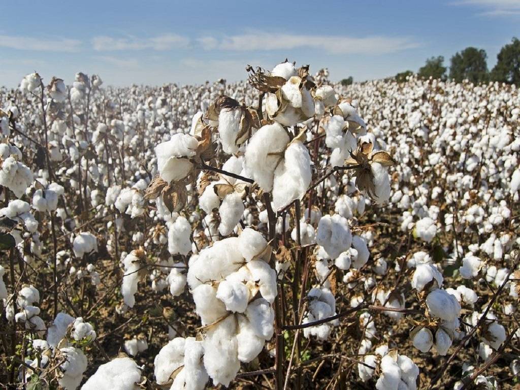 According to the agriculture department, Farmers are also encouraged to plant cotton in high-density plantations